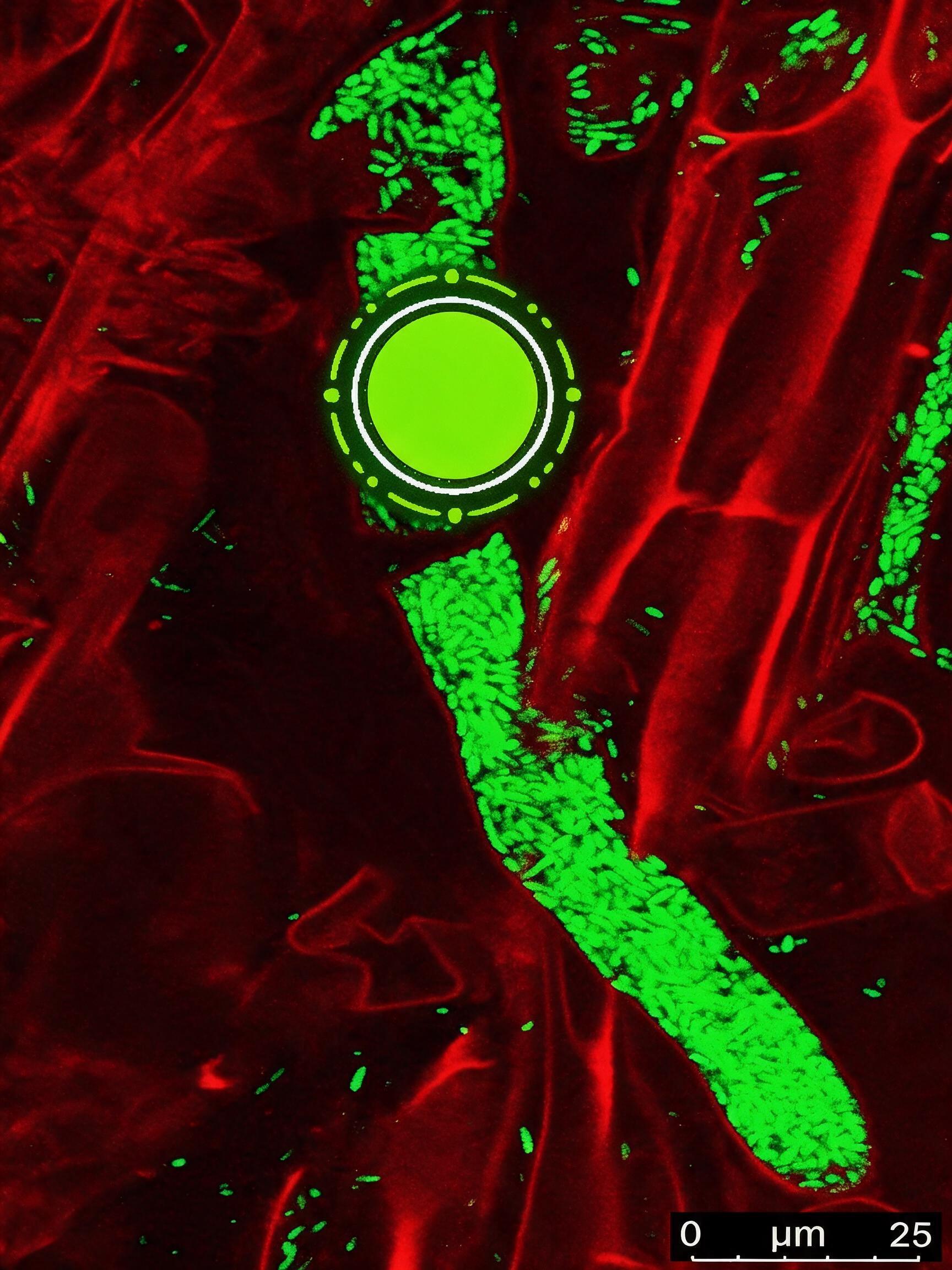 Node on Roots
