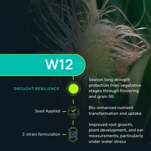 W12
