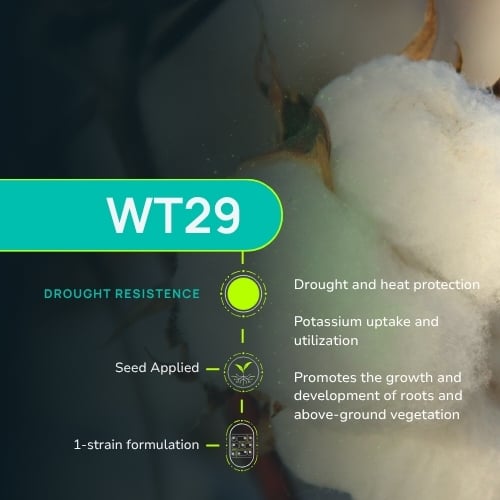 Z15 (3)