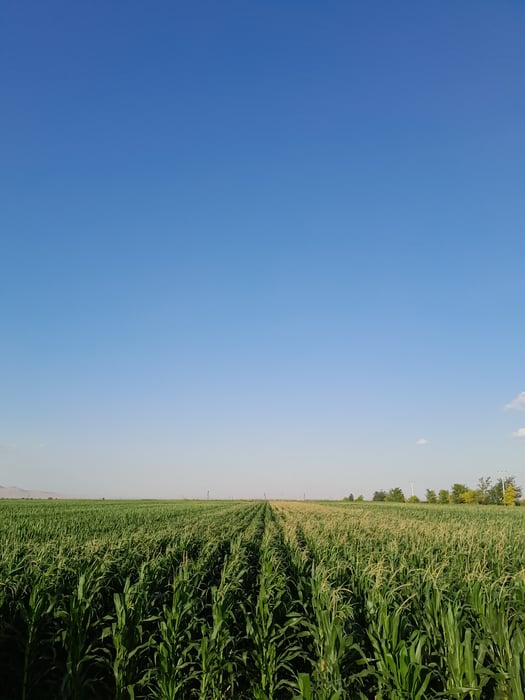 i30 FP Corn - Tassels