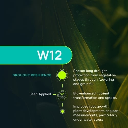 W12-1